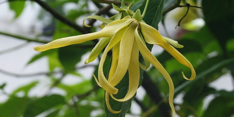 Plantas exóticas que viraram perfumes famosos