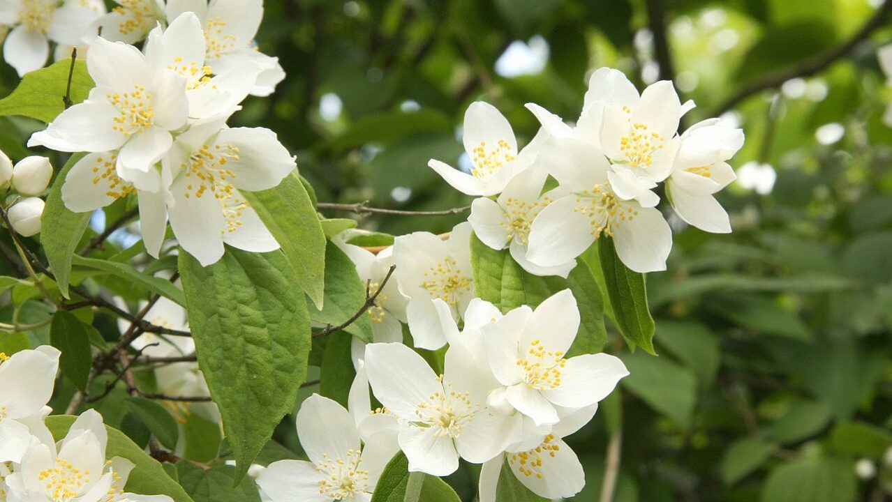 Como os jardins botânicos inspiram os perfumistas em suas criações