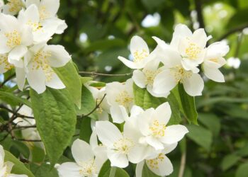Como famosos usam o contato com plantas para melhorar sua saúde