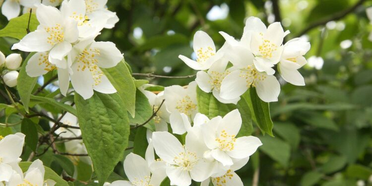 Como famosos usam o contato com plantas para melhorar sua saúde