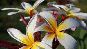 Flores que podem ser usadas em aromaterapia