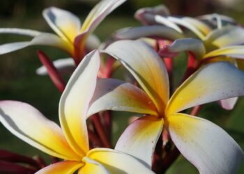 Flores que podem ser usadas em aromaterapia