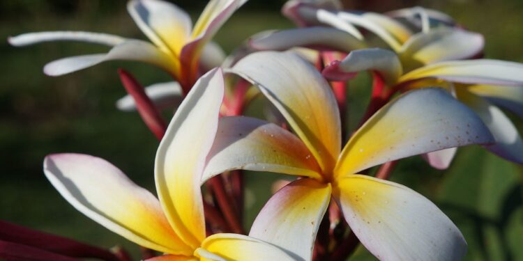 Flores que podem ser usadas em aromaterapia