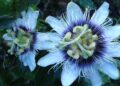 Cantoras que usam flores como parte da identidade artística