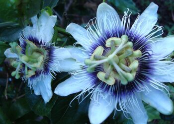Cantoras que usam flores como parte da identidade artística