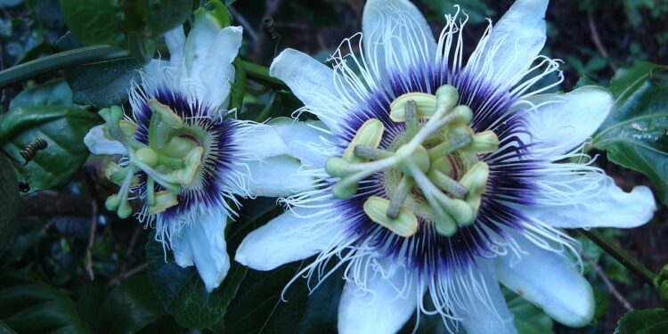 Cantoras que usam flores como parte da identidade artística