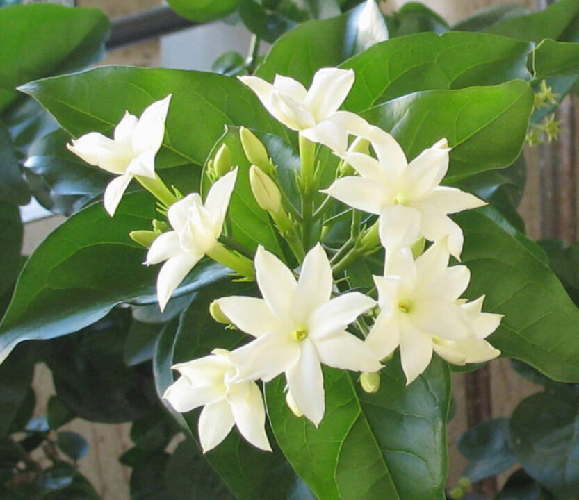 As flores mais perfumadas para cultivar no seu jardim