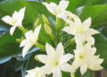 As flores mais caras da perfumaria e como são cultivadas