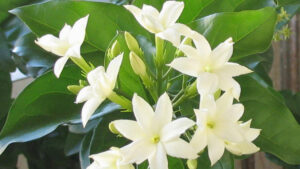 O aroma do jasmim e seus efeitos no humor