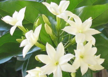 Os benefícios de cultivar flores aromáticas