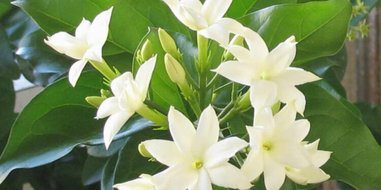 As flores mais caras da perfumaria e como são cultivadas