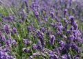 O motivo da lavanda ser tão usada em perfumes relaxantes