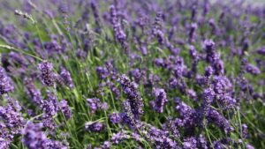 O produto natural que substitui o amaciante e perfuma melhor as roupas