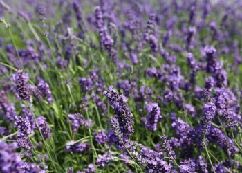 O motivo da lavanda ser tão usada em perfumes relaxantes