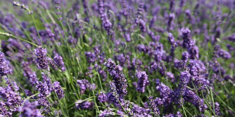 O motivo da lavanda ser tão usada em perfumes relaxantes