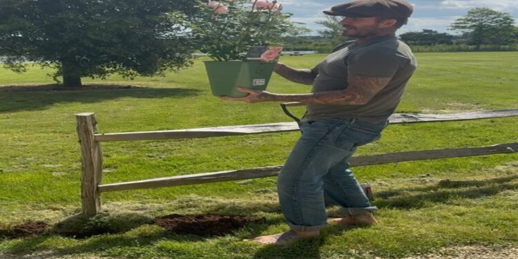 David Beckham plantando - - Créditos: Imagem Divulgação Instagram @davidbeckham