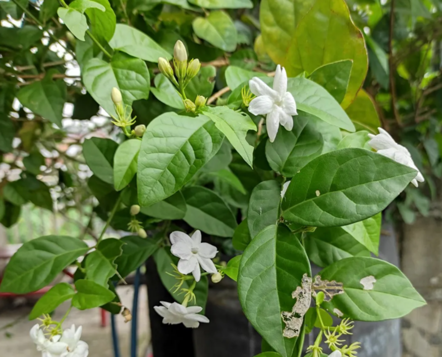 A flor que foi eleita a mais cheirosa do mundo