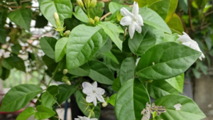 As plantas que inspiraram o Chanel 5