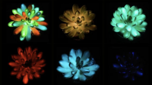 Suculentas que brilham no escuro. Foto: Lui.S.Et.Al/ Matter