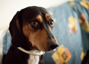 Ansiedade em pets é real - veja como controlar. Foto: FreePik