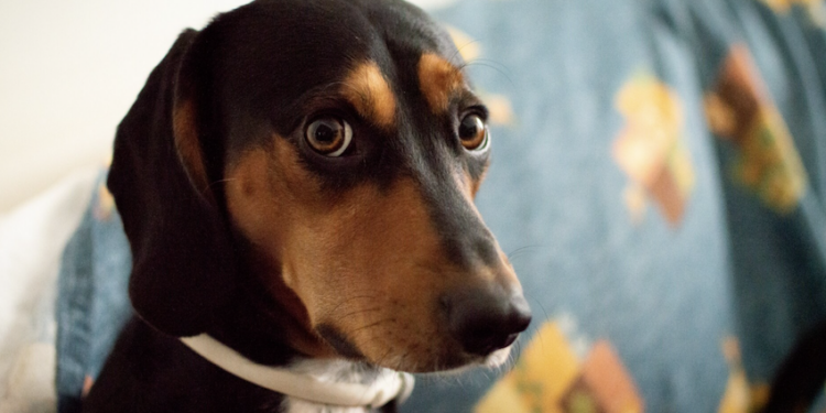 Ansiedade em pets é real - veja como controlar. Foto: FreePik