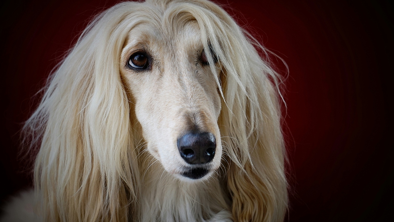 Galgo afegão
