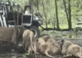 Leões atacam funcionário em zoológico na Tailândia. Foto: Reprodução