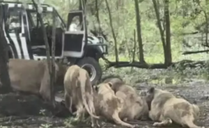 Leões atacam funcionário em zoológico na Tailândia. Foto: Reprodução