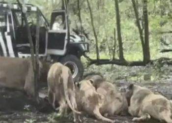Leões atacam funcionário em zoológico na Tailândia. Foto: Reprodução