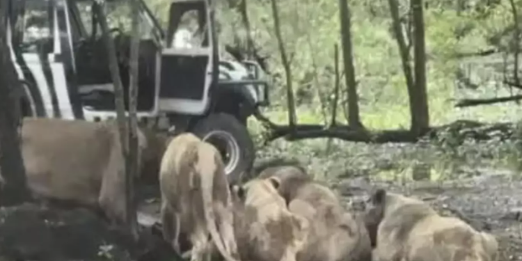 Leões atacam funcionário em zoológico na Tailândia. Foto: Reprodução
