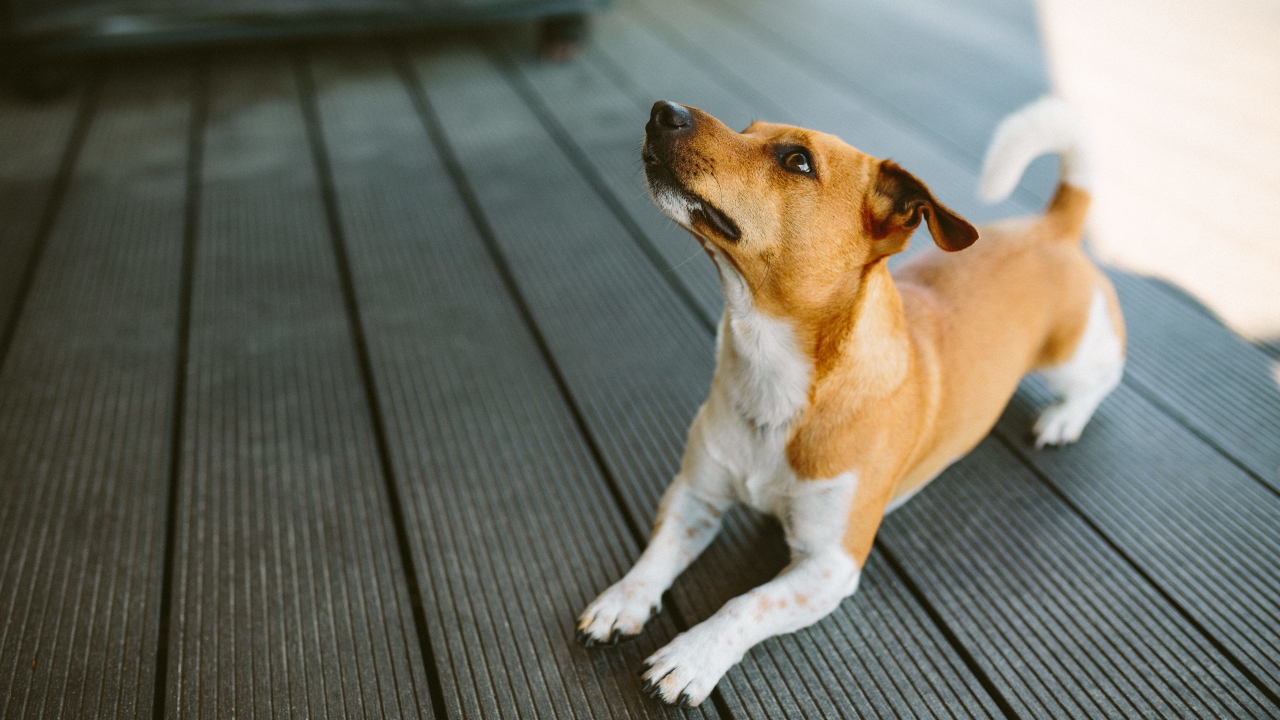 Basenji:
