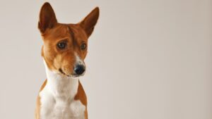 Basenji: