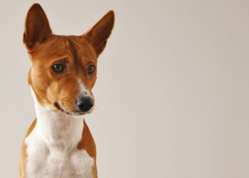 Basenji: