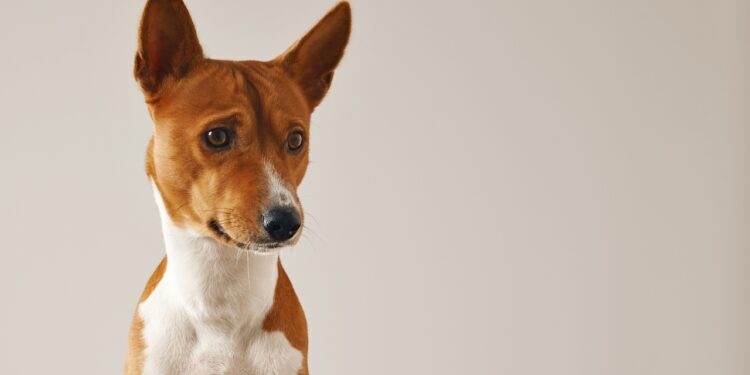 Basenji: