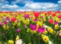 Como a cor de suas flores pode afetar sua produtividade em casa