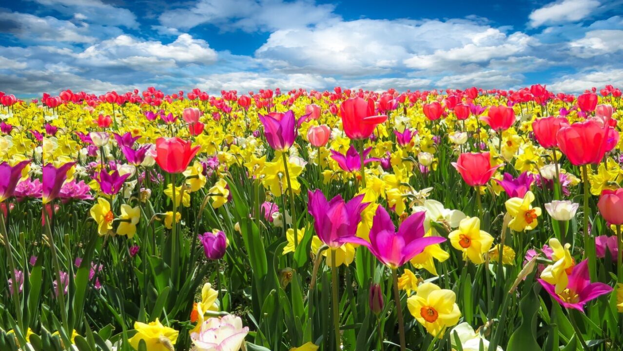 Como os especialistas tiram a fragrância das flores para perfumes