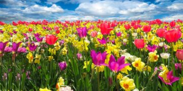 Dicas para fazer as flores durarem mais tempo e florescerem de novo