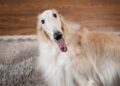 Borzoi