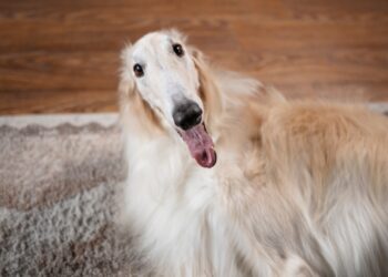 Borzoi