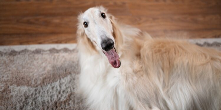 Borzoi