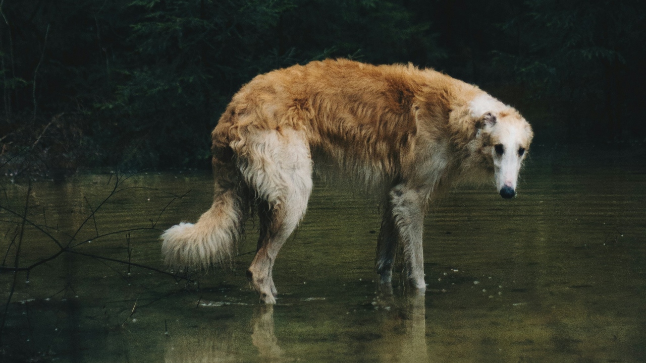 Borzoi