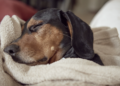 Entenda quando o ronco do cachorro é preocupante. Foto: FreePik
