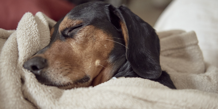 Entenda quando o ronco do cachorro é preocupante. Foto: FreePik