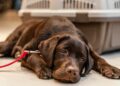 como cuidar do cachorro durante a quimioterapia