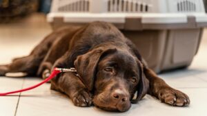 como cuidar do cachorro durante a quimioterapia