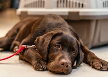 como cuidar do cachorro durante a quimioterapia
