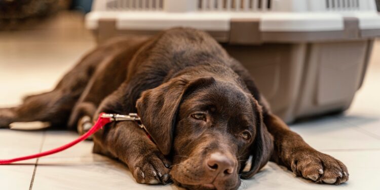 como cuidar do cachorro durante a quimioterapia