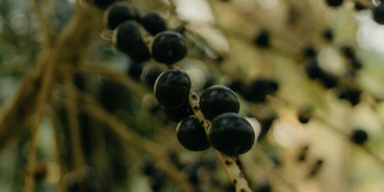 Dia do Açaí