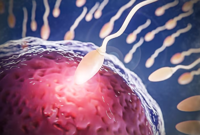 Endometriose e infertilidade não são sinônimos. Foto: FreePik