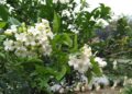 Celebridades brasileiras apaixonadas por plantas